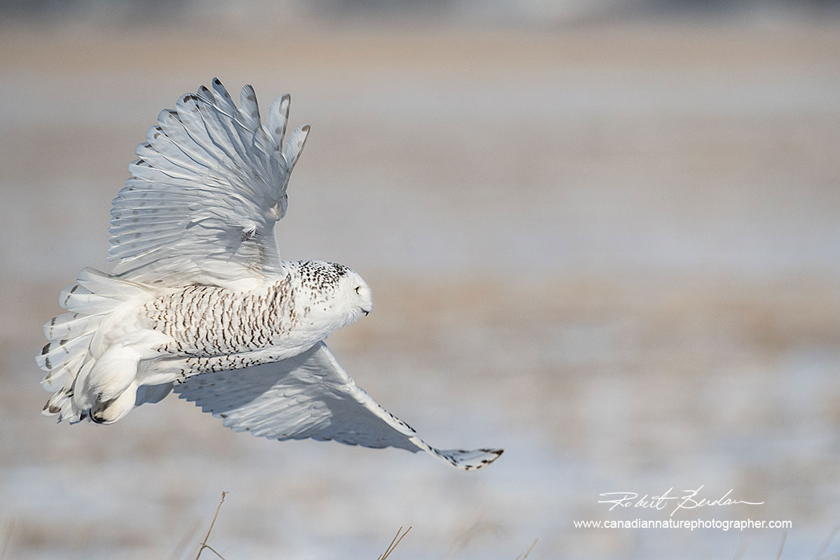A female snowy owl Bubo scandiacus takes flight by Robert Berdan ©