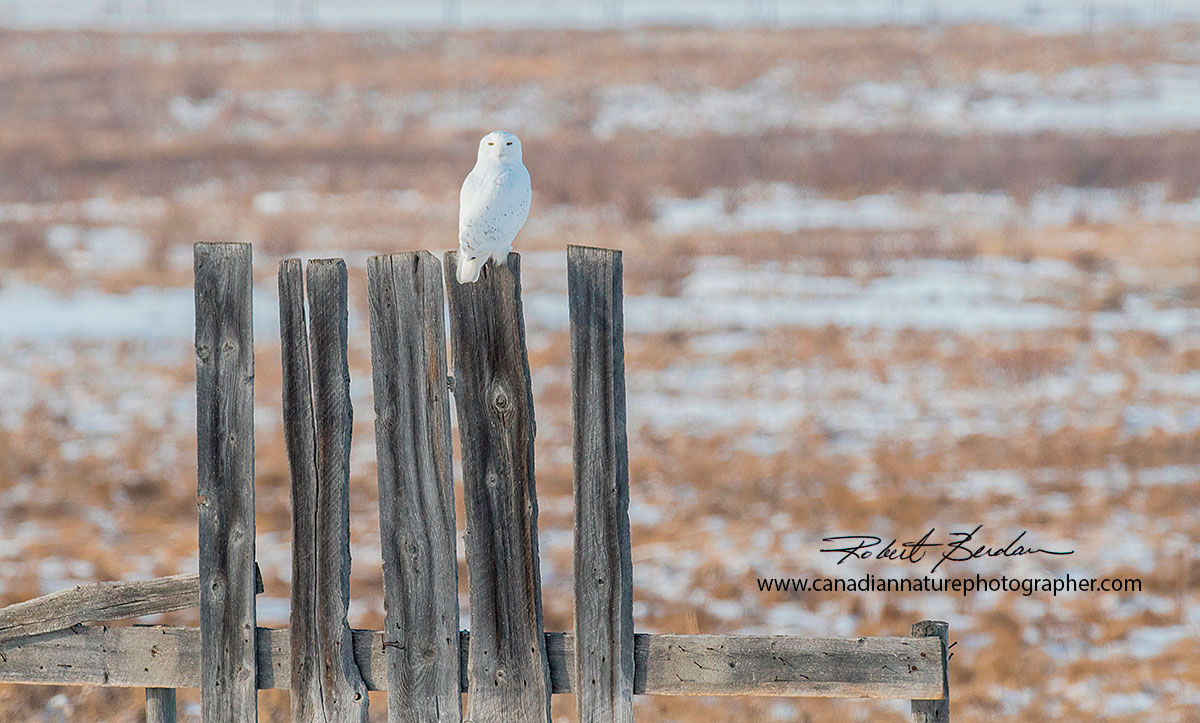 Snowy owl perched on a tall fence  south of Calgary, AB by Robert Berdan ©