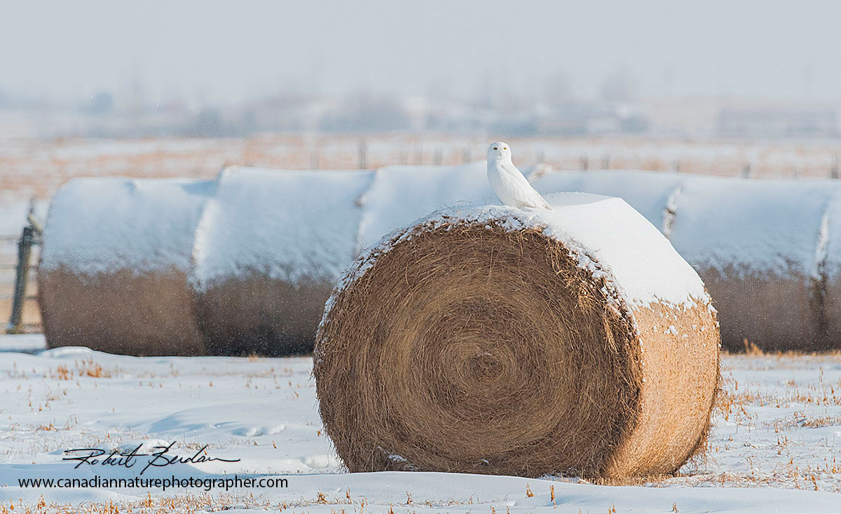 Snowy owl perched on a hay bale by Robert Berdan ©