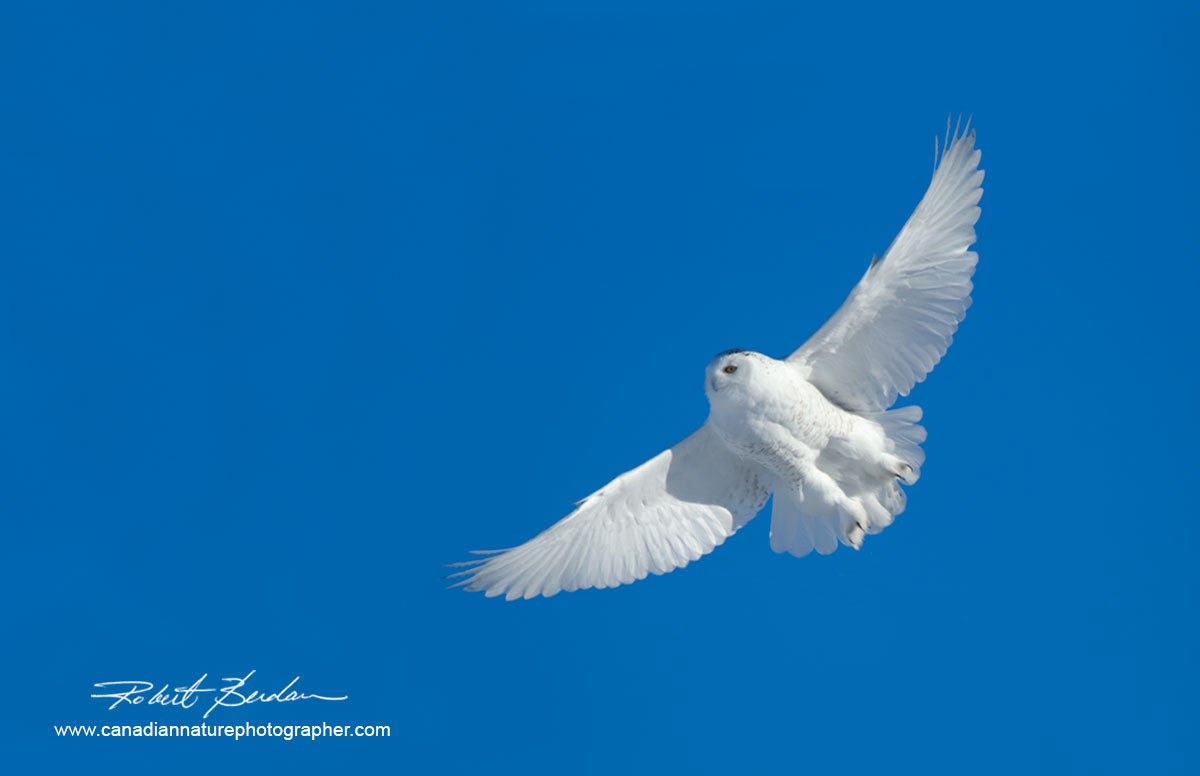 Male snowy owl in flight (DM) by Robert Berdan ©