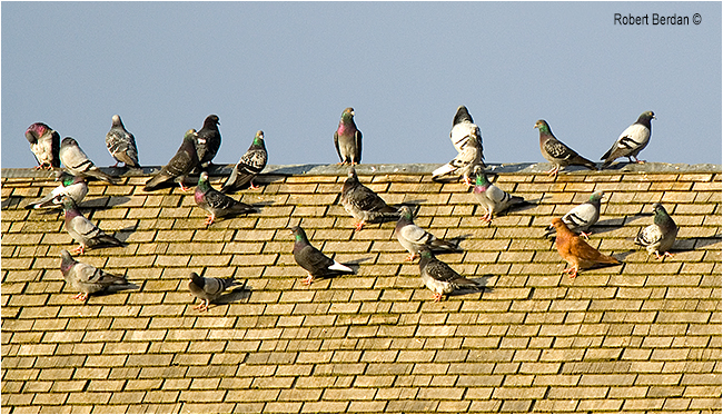 Pigeons on roof of grain elevtor in Mossleight, AB by Robert Berdan 