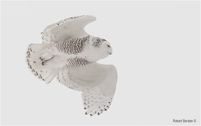 Snowy owl in flight by Robert Berdan ©
