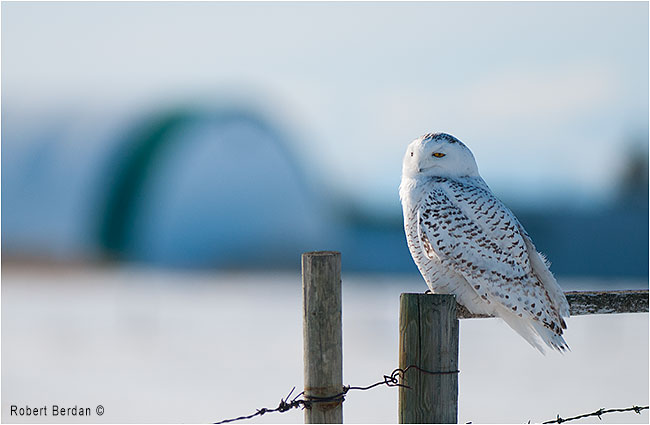 Femal snowy owl on fence post by Robert Berdan ©