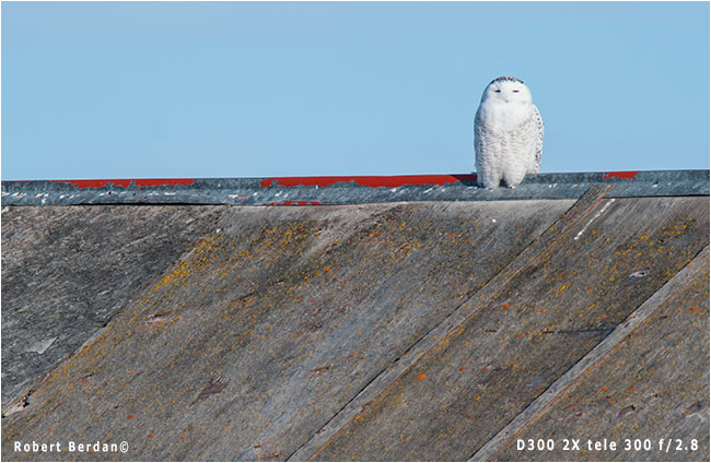 Snowy owl on roof of red barn by Robert Berdan ©