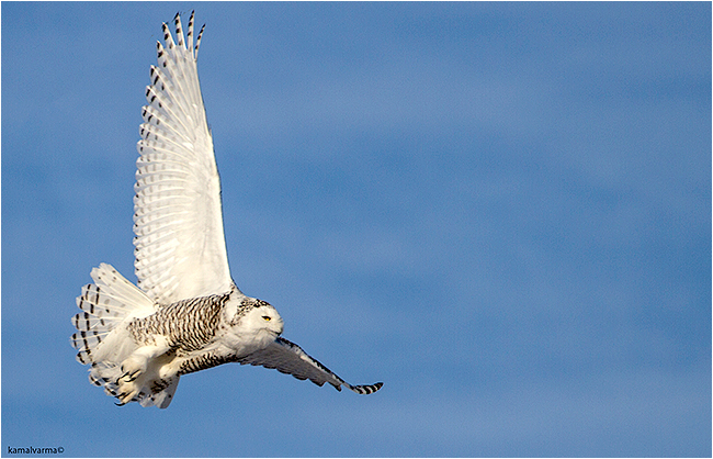Female snowy owl in flight by Kamal Varma ©