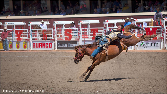 Bareback rider - Calgary Stampede by Robert Berdan 