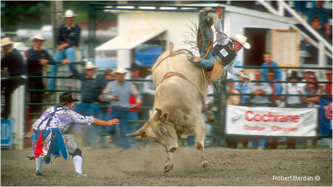 Bull rider falls off - rodeo clown by Robert Berdan ©