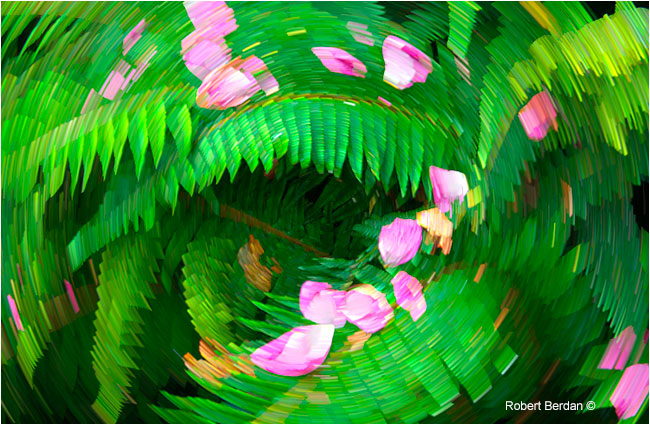 Rose petals on ferns and star trail filter by Robert Berdan ©