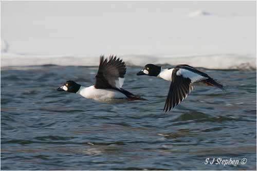 Goldeneyes in Flight by Stephen J. Stephen 