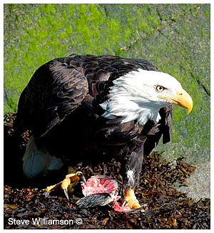 Bald Eagle with kill by Steve Williamson ©