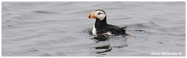 Horned Puffin by Steve Williamson ©