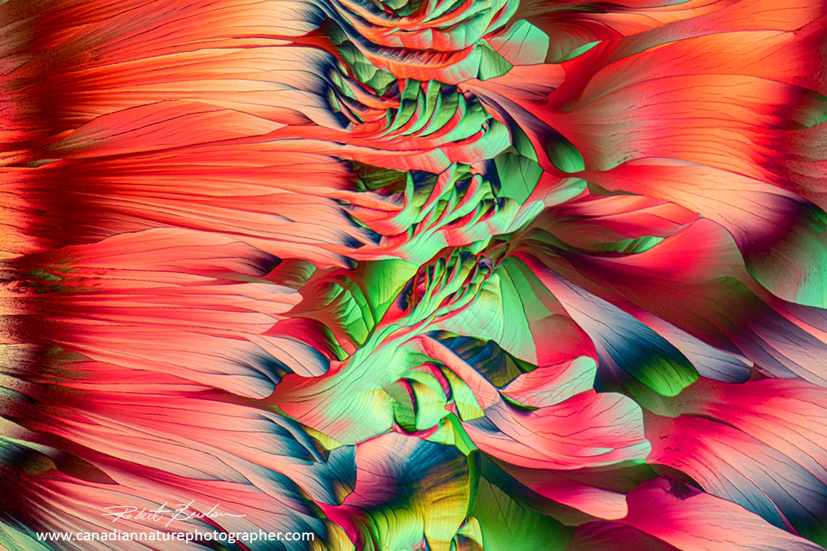 Fig. 14 Stonleigh Pinot Gris crystals by polarizing microscopy 50X by Robert Berdan ©