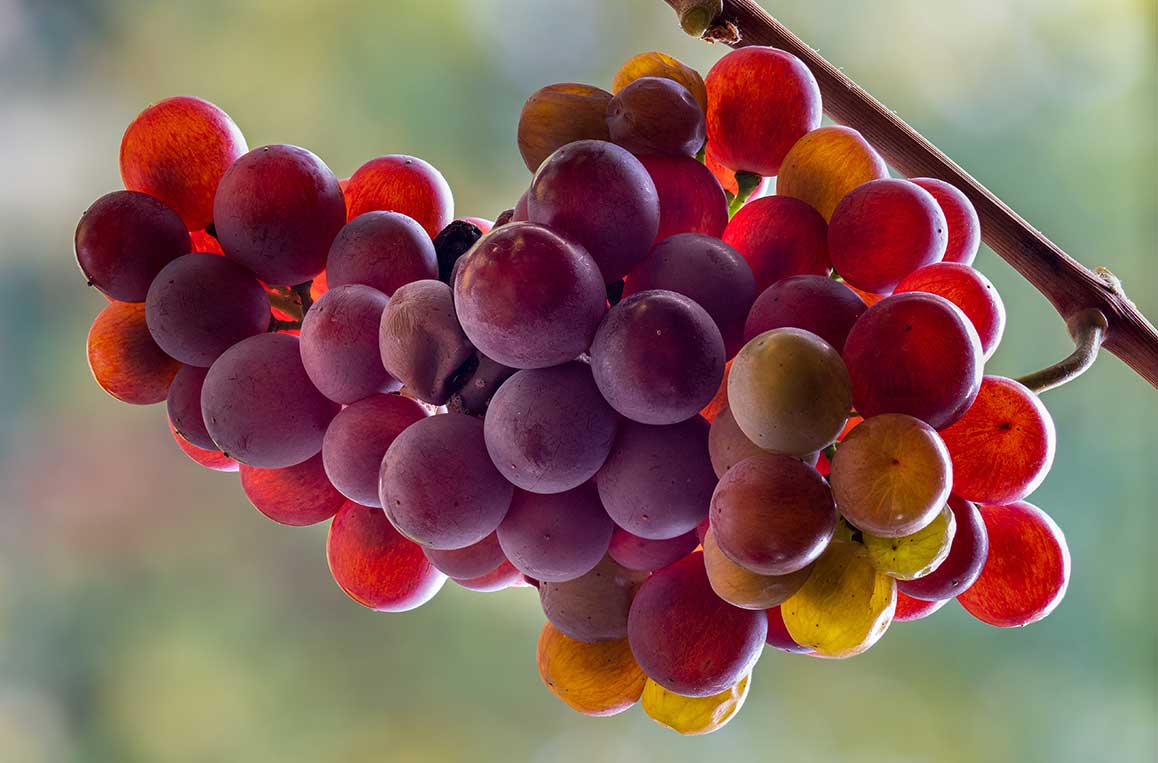 Pinot Gris grape photograph by Reinhold Möller © not public domain ©