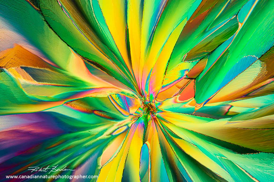 Stoneleigh Riesling crystals by Polarized light microscopy 50X by Robert Berdan ©