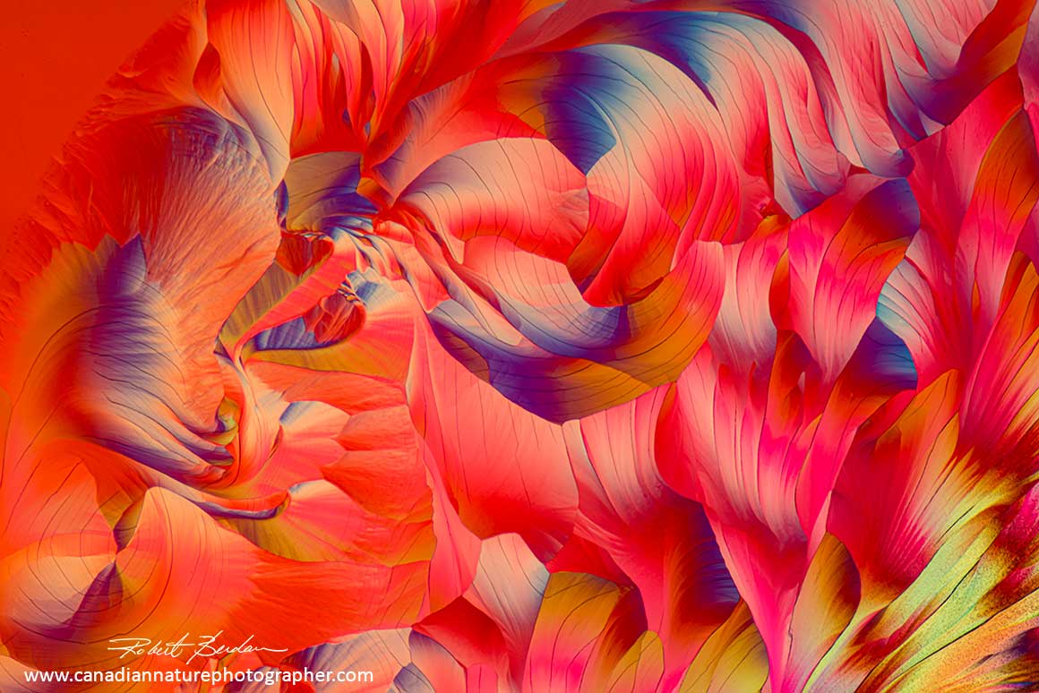 Stoneleigh Riesling crystals by polarized light microscopy 50X by Robert Berdan ©