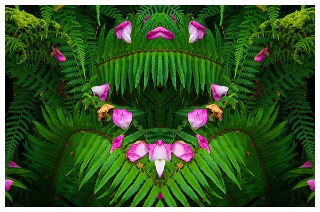 Bilateral symmetry in ferns by Robert Berdan ©