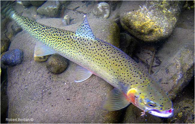 Cutthroat trout from Upper Oldman River by Robert Berdan ©