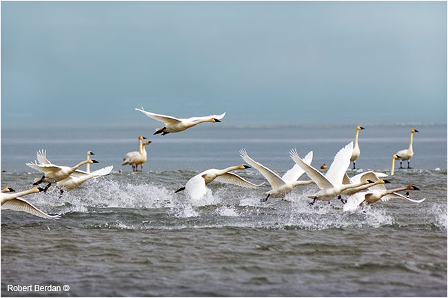 Tundra swans taking flight off Ghost Lake, AB by Robert Berdan ©