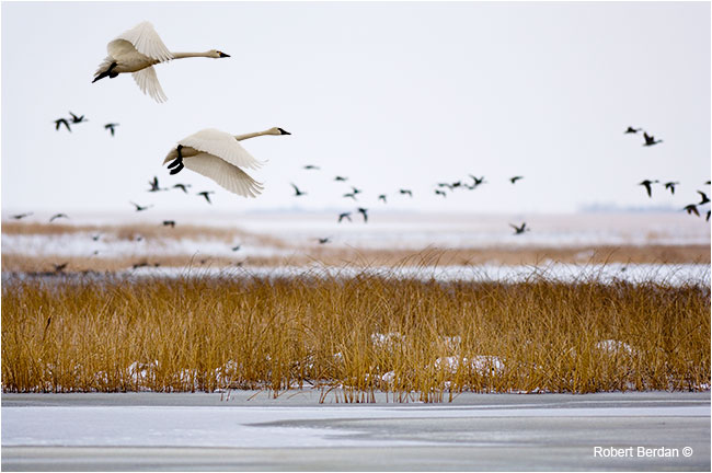 Tundra swans in flight over Frank Lake, Alberta by Robert Berdan ©