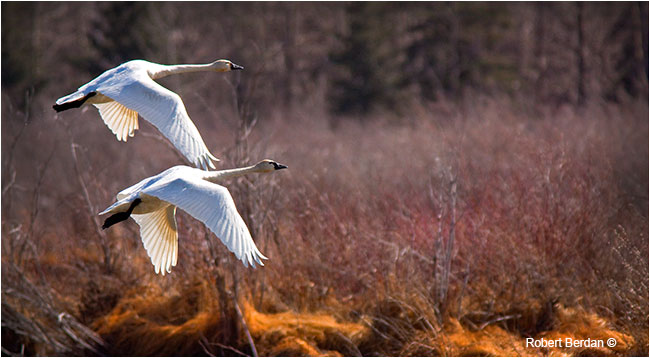 Tundra swans taking flight by Robert Berdan ©