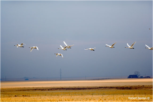 Tundra swans in flight near Mossleigh, AB by Robert Berdan ©
