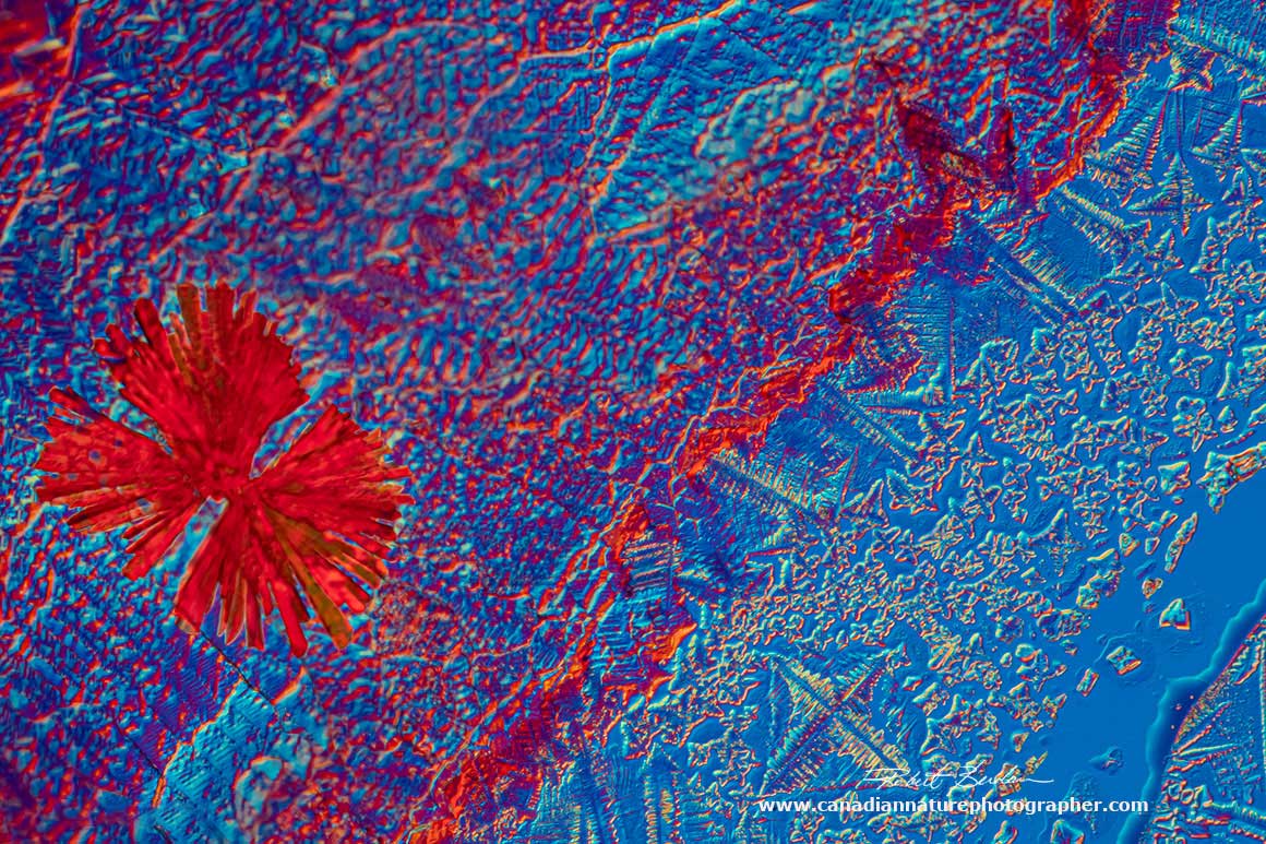 Small red flower-like crystal of Vitamin B12 surrounded by salt crystals DIC microscopy 200X  by Robert Berdan ©