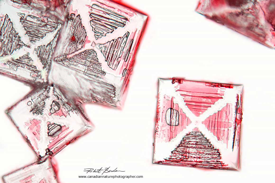 Crystals of sodium chloride by bright-field microscopy from the injectable Vitamin B12 solution had red coloured components attached to them 400X by Robert Berdan ©