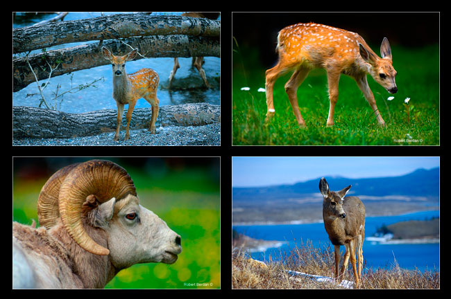 Montage of photographs showing baby deer, Bighorn sheep and mule deer by Robert Berdan ©