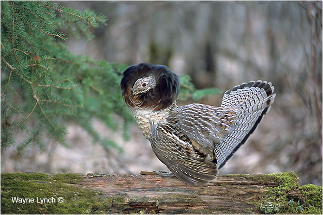 Strutting male grouse with neck ruff erected  by Dr. Wayne Lynch ©