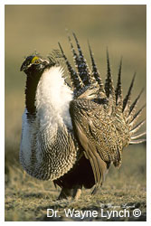 Greater Sage Grouse by Dr. Wayne Lynch ©