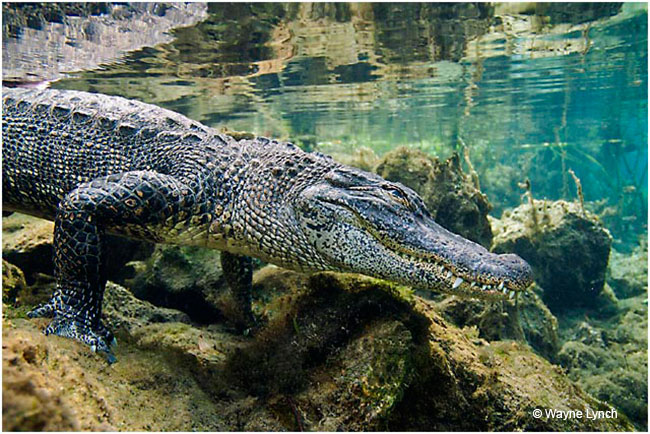 Adult Gator entering the water by Dr. Wayne Lynch ©
