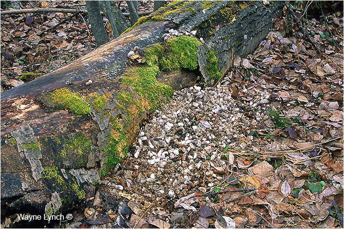 Grouse drumming log and droppings by Dr. Wayne Lynch ©