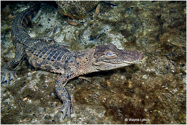 Gator resting on the bottom by Dr. Wayne Lynch ©