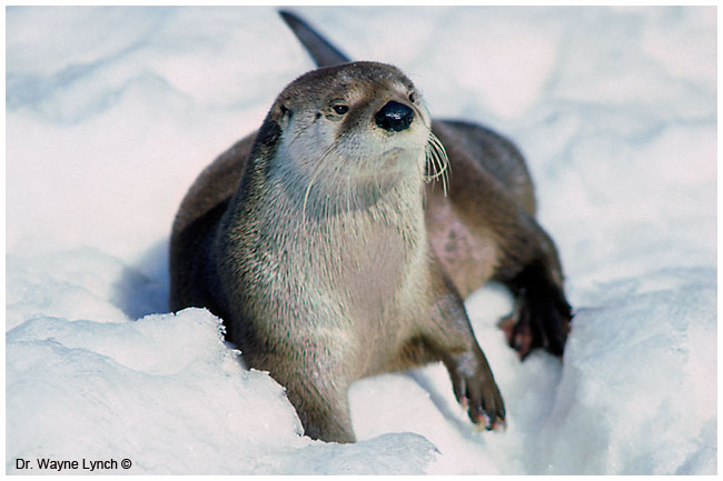 River otter in the snow by Dr. Wayne Lynch ©