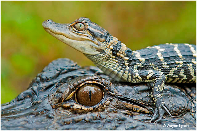 Gator Hatchling resting on mothers head by Dr. Wayne Lynch ©