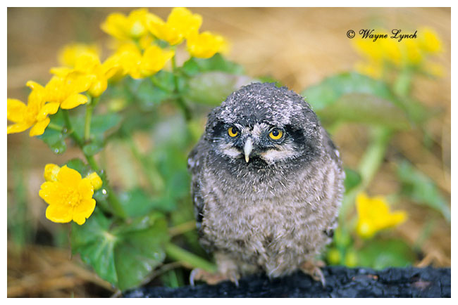 Young Northern Hawk Owl by Dr. Wayne Lynch &copy;