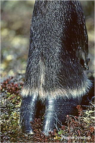 Muskox Hoof Closeup by Dr. Wayne Lynch ©