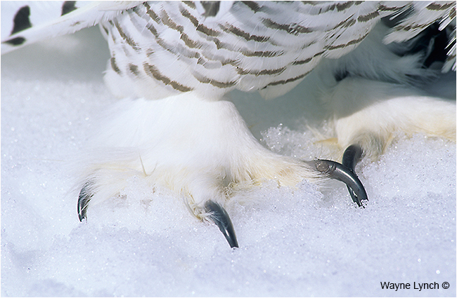 Talon Closeup of Road-killed Snowy Owl by Dr. Wayne Lynch ©