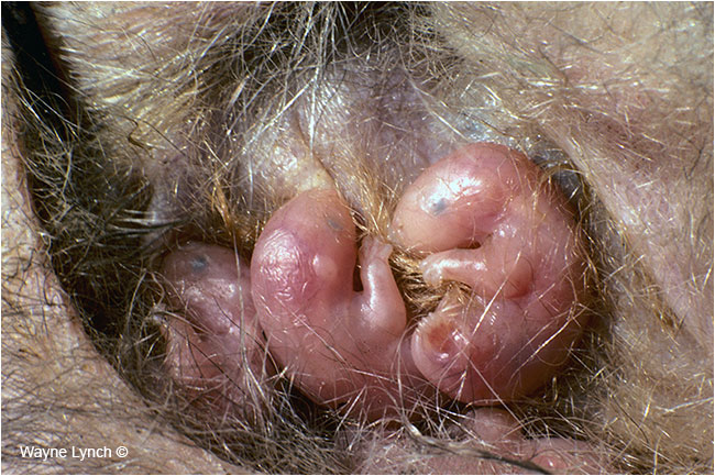 Pinkies in a Pouch - Virginia Opossum Babies in Pouch by Dr. Wayne Lynch ©