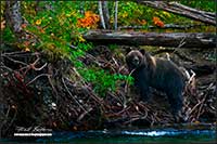Grizzly bear Bella Coola British Columbia by Robert Berdan
