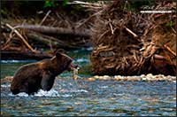 Grizzly bear with salmon Bella Coola British Columbia by Robert Berdan