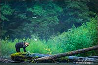Grizzly bear and salmon in Great Bear Rainforest British Columbia by  Robert Berdan