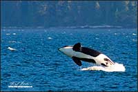 Orca - Killer whale in the strait of Georgia between Vancouver Island and the mainland by Robert Berdan