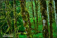Alder trees covered in moss Vancouver Island British Columbia by Robert Berdan