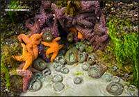Ochre stars and Anemones Bamfield Vancouver Island by Robert Berdan