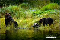 Mother grizzly and cub Great Bear Rainforest British Columbia by Robert Berdan