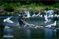 Grizzly bear with Salmon Great Bear Rainforest British Columbia by Robert Berdan