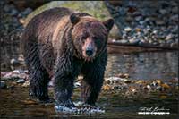 Grizzly bear at fishing hole Bella Coola British Columbia by Robert Berdan
