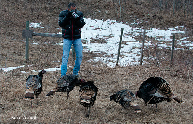 Wild Turkeys surround nature photographer in Alberta by Robert Berdan ©