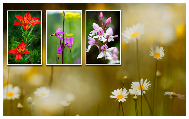 Wildflower collage by R. Berdan ©